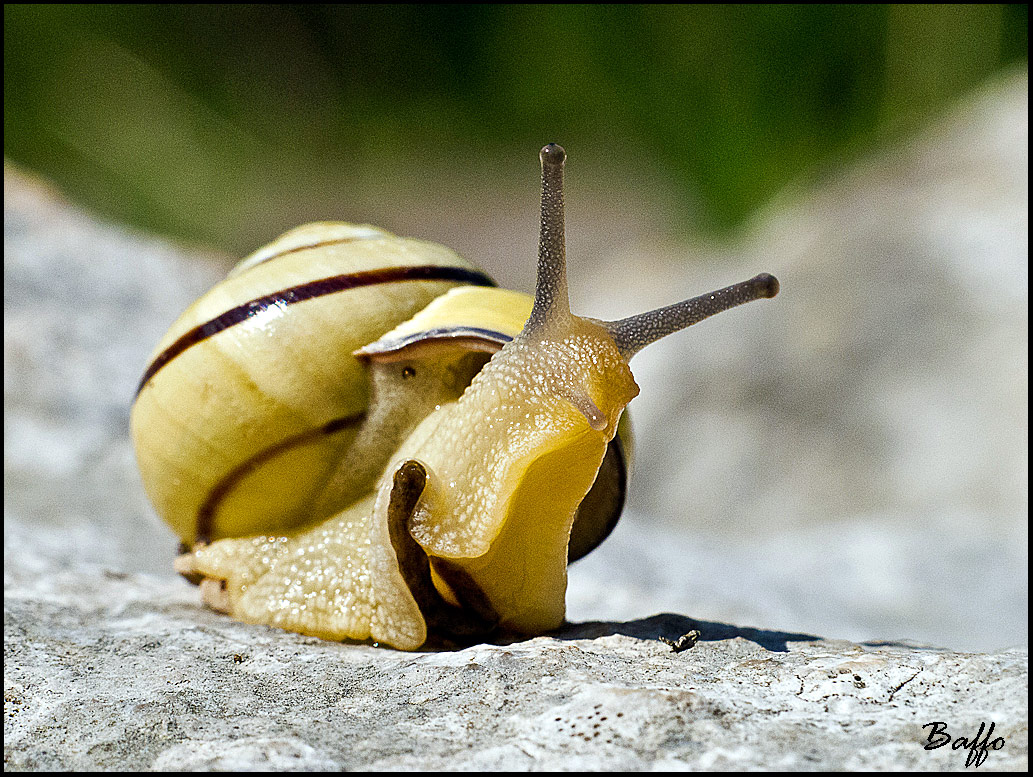 Lumachina da identificare